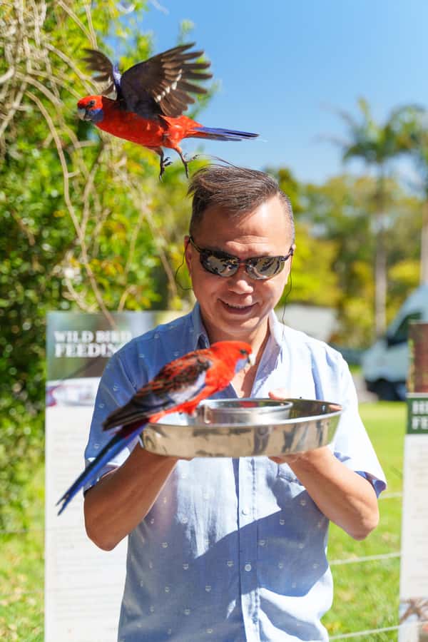 Gold Coast: Lamington Treetops, Wildlife and Vineyard Visit - Rainforest stories and the Stinson plane crash: why it’s more than sightseeing