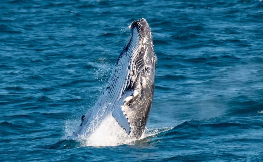 Gold Coast: Luxury Whale Watching Tour - Key things to know before you go
