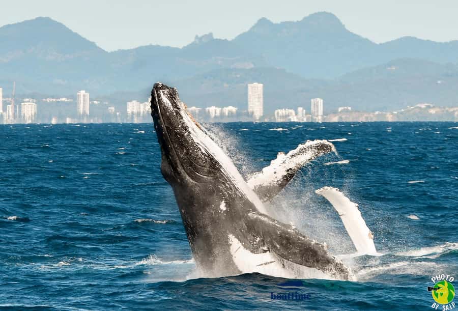 Gold Coast: Luxury Whale Watching Tour - Practical packing list and on-board comfort moves