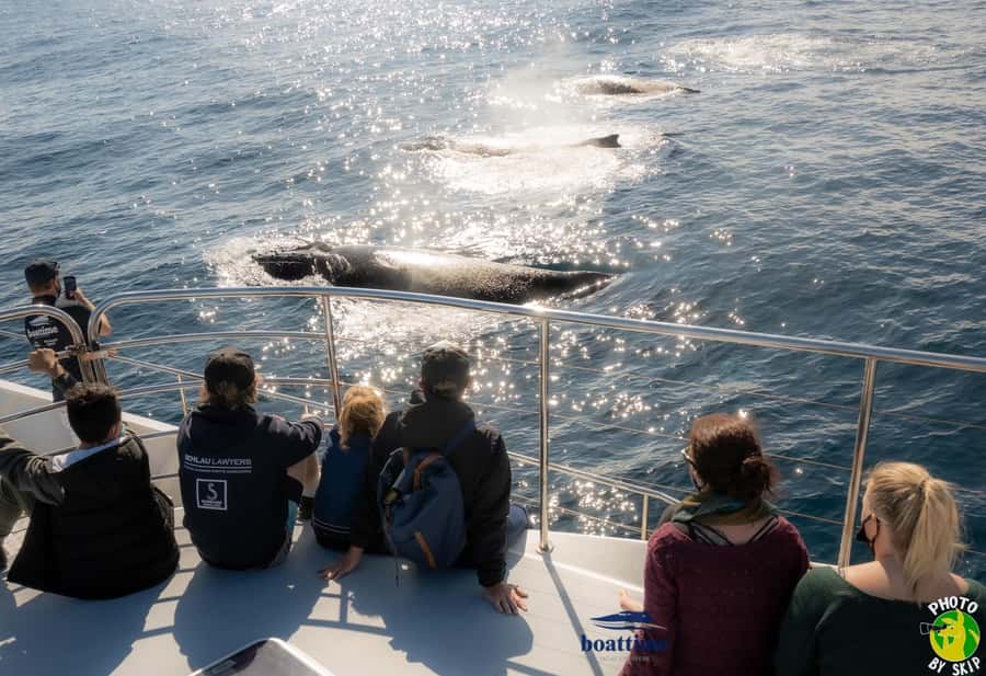Gold Coast: Luxury Whale Watching Tour - How the marine biologist helps you actually spot humpbacks