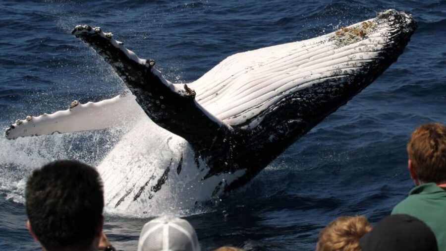 Gold Coast: Luxury Whale Watching Tour - Whale sightings, the guarantee, and the weather reality