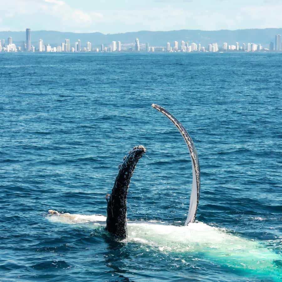 Gold Coast: Luxury Whale Watching Tour - Included perks that turn a boat ride into a real experience