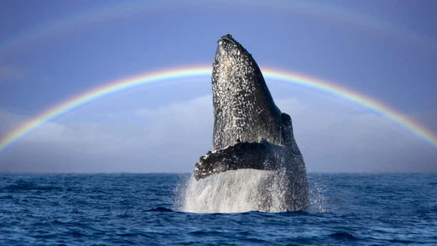 Gold Coast: Luxury Whale Watching Tour - Food and drink rules, plus a heads-up for parents of little kids