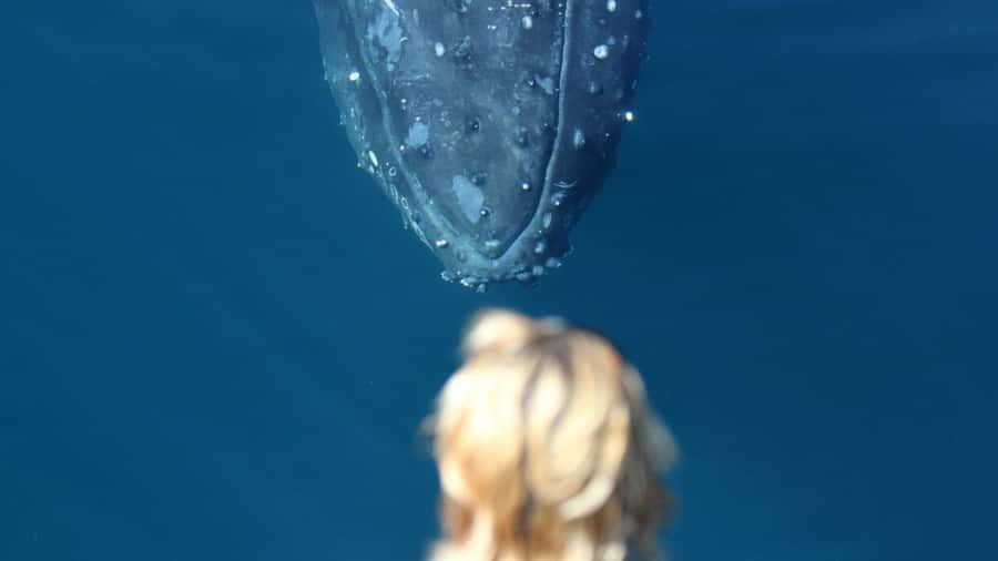 Gold Coast: Luxury Whale Watching Tour - Meeting point at Mariner’s Cove, and how to find Boattime Yacht Charters