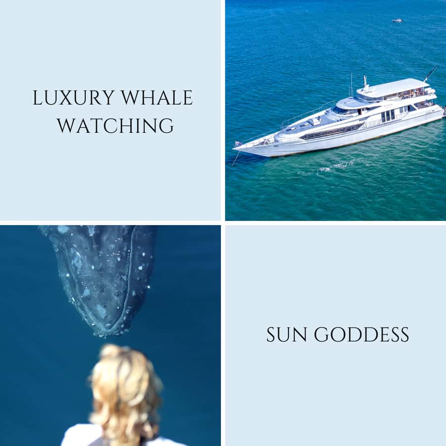 Gold Coast: Luxury Whale Watching Tour - Who this whale watching tour fits best