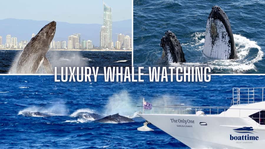 Gold Coast: Luxury Whale Watching Tour - Morning vs afternoon timing: your 150 minutes on the water