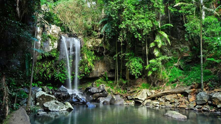 Gold Coast: Mount Tamborine Kangaroo and Koala Day Tour - Key highlights worth planning for