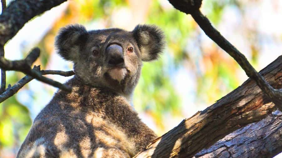 Gold Coast: Mount Tamborine Kangaroo and Koala Day Tour - Starting your morning with easy pickup and a small-group vibe