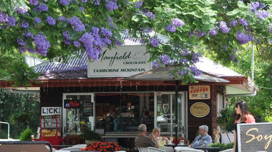 Gold Coast: Mount Tamborine Kangaroo and Koala Day Tour - Curtis Falls rainforest walk: great nature time with one important caution