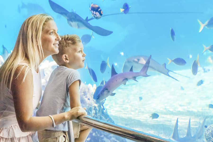 Gold Coast: Movie World, Sea World & Wet'n'Wild 7-Day Pass - Key things to know before you go