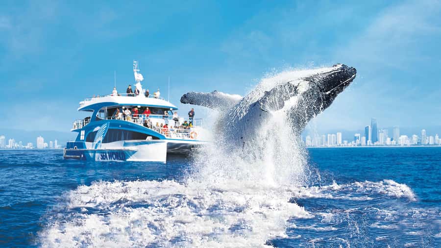 Gold Coast: Premium Whale Watching Cruise - Gold Coast to the Humpback Highway, close and efficient