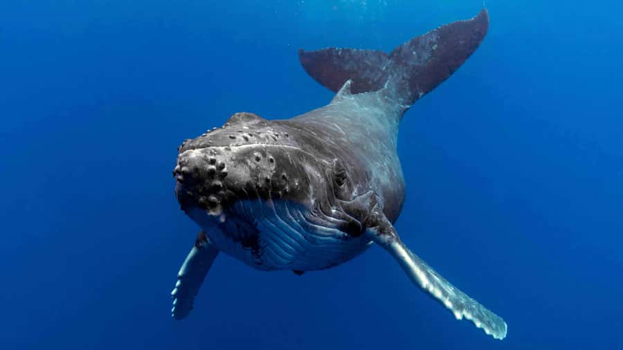 Gold Coast: Premium Whale Watching Cruise - Humpback whale moments you can actually understand