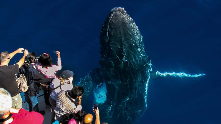 Gold Coast: Premium Whale Watching Cruise - More than whales: dolphins, turtles, and sea birds