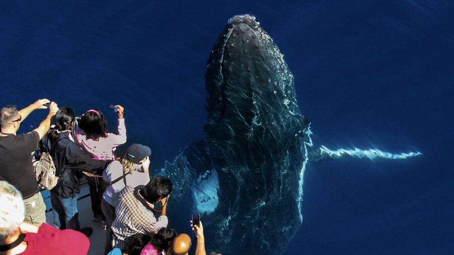 Gold Coast: Premium Whale Watching Cruise - The comfort and practical stuff that makes or breaks it