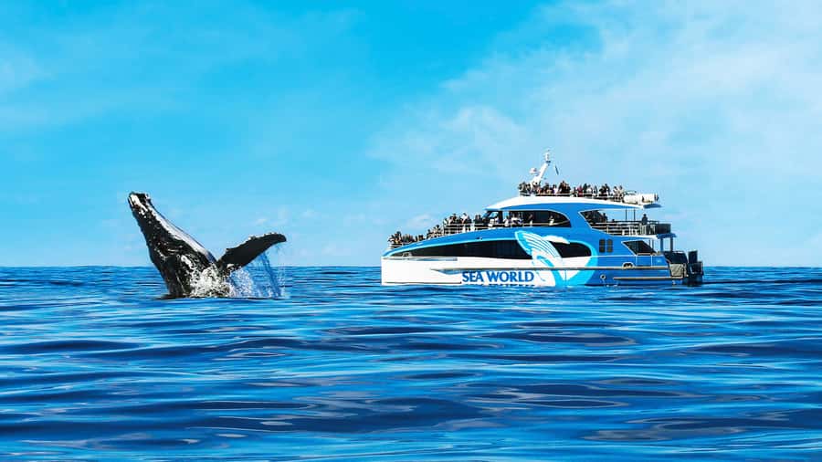 Gold Coast: Premium Whale Watching Cruise - Marine naturalist guides and the captain’s on-the-spot call