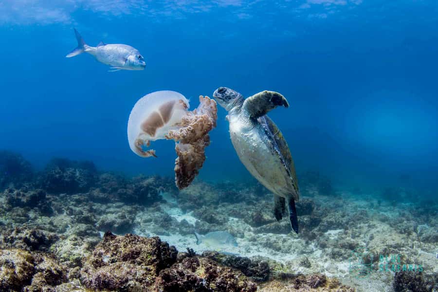 Gold Coast: Snorkel with Turtles - Key points you should care about
