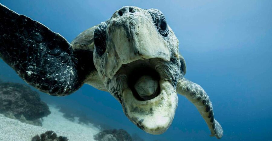 Gold Coast: Snorkel with Turtles - The Marine Biologist Guide Makes It More Than a Snorkel