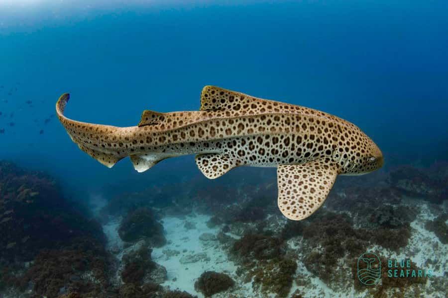 Gold Coast: Snorkel with Turtles - Safety, Comfort, and Who This Tour Is For