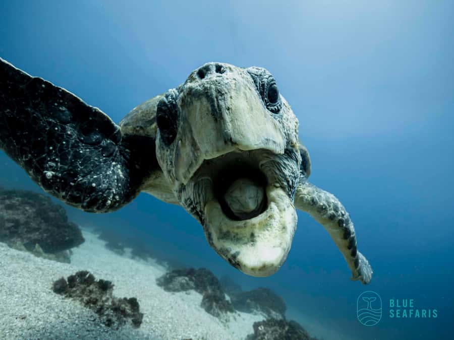 Gold Coast: Snorkel with Turtles - Fingal Head Start: Meeting Point, Gear Up, and the Tweed River Run