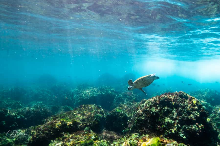 Gold Coast: Snorkeling with Turtles Half-Day Tour - Key highlights worth booking for