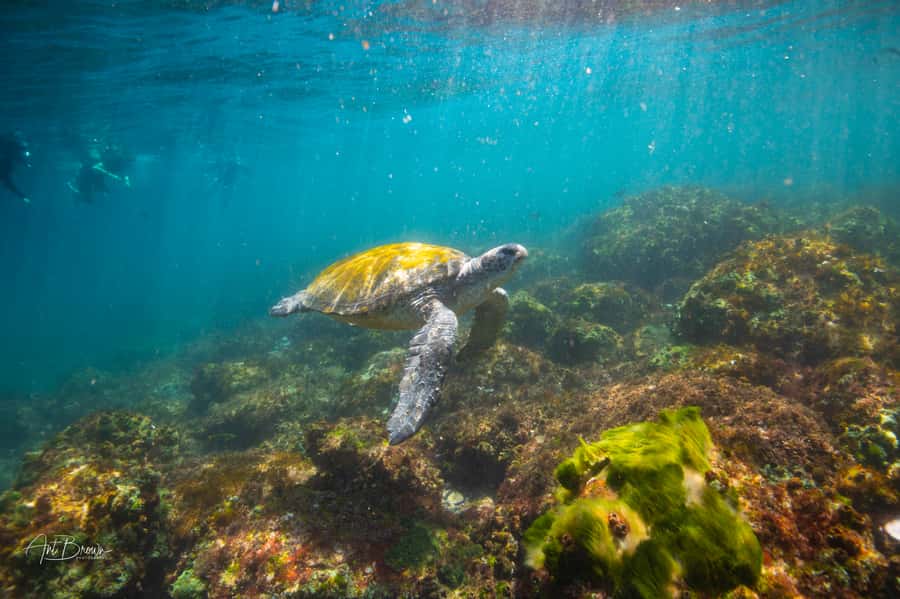 Gold Coast: Snorkeling with Turtles Half-Day Tour - Why this turtle snorkel works so well near Fingal Head
