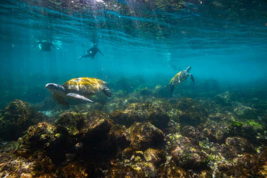Gold Coast: Snorkeling with Turtles Half-Day Tour - Cook Island Aquatic Reserve: the turtle feeding zone and the underwater reality