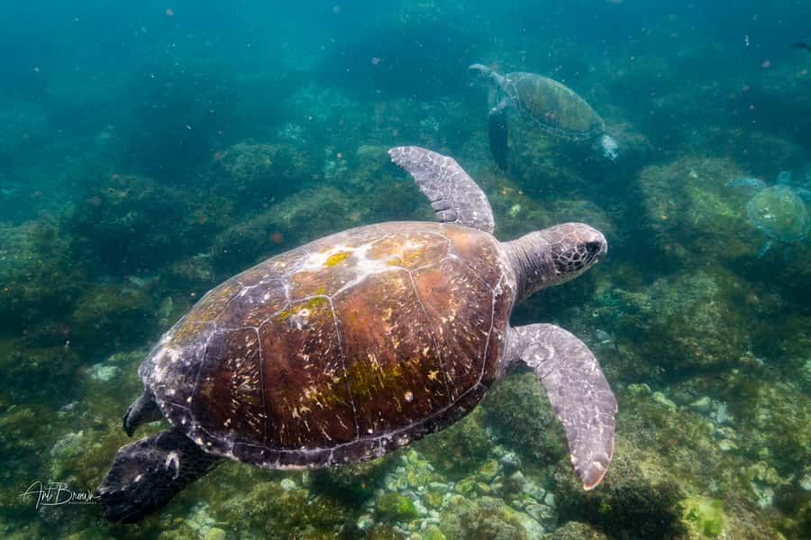 Gold Coast: Snorkeling with Turtles Half-Day Tour - Snorkeling with turtles: the safety style that makes it feel doable