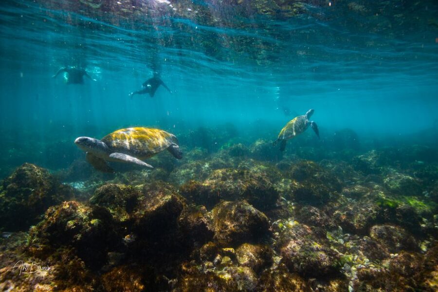 Gold Coast: Snorkeling with Turtles Half-Day Tour - What to bring, what you wear, and what to leave behind