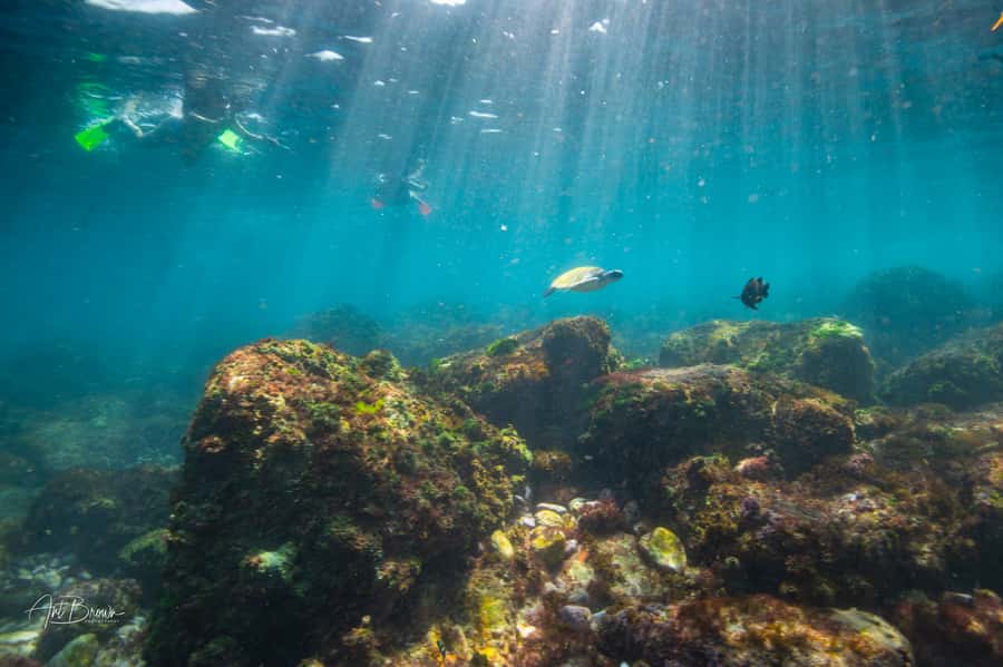 Gold Coast: Snorkeling with Turtles Half-Day Tour - Price and value: what $105 gets you in a 3-hour half-day