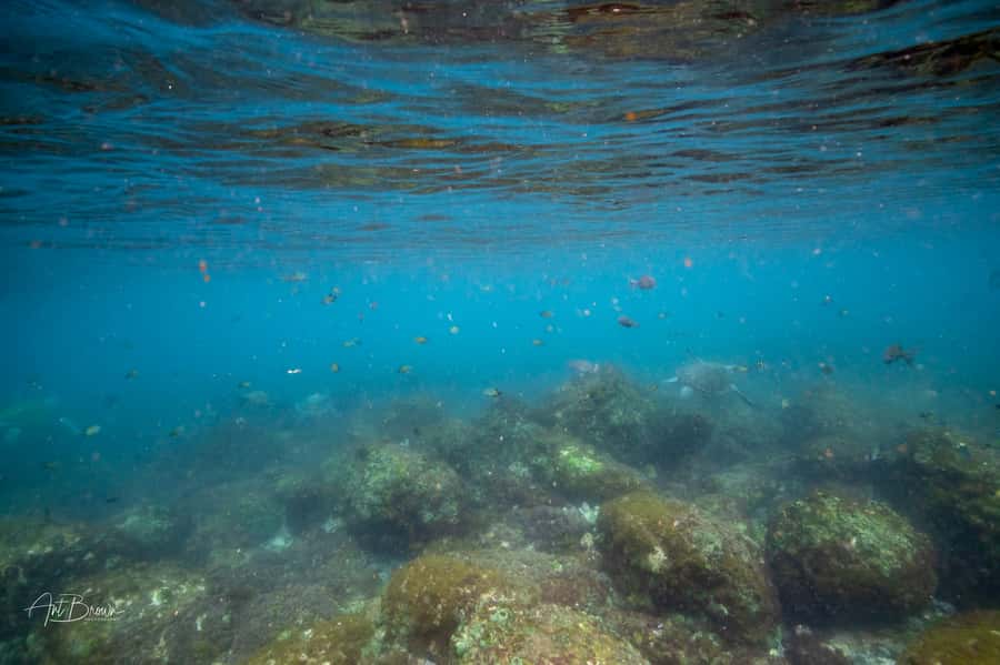 Gold Coast: Snorkeling with Turtles Half-Day Tour - Weather, swell, and other real-world surprises