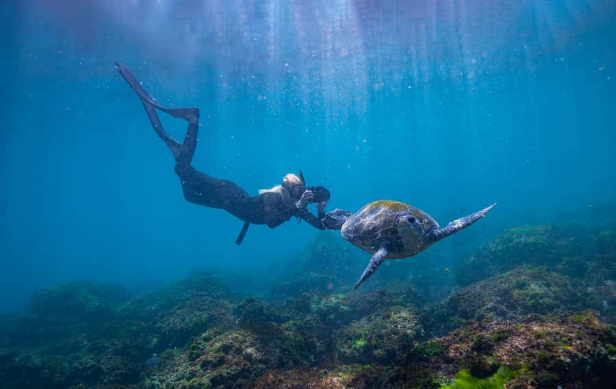 Gold Coast: Snorkeling with Turtles Half-Day Tour - Who should book this tour, and who should skip it