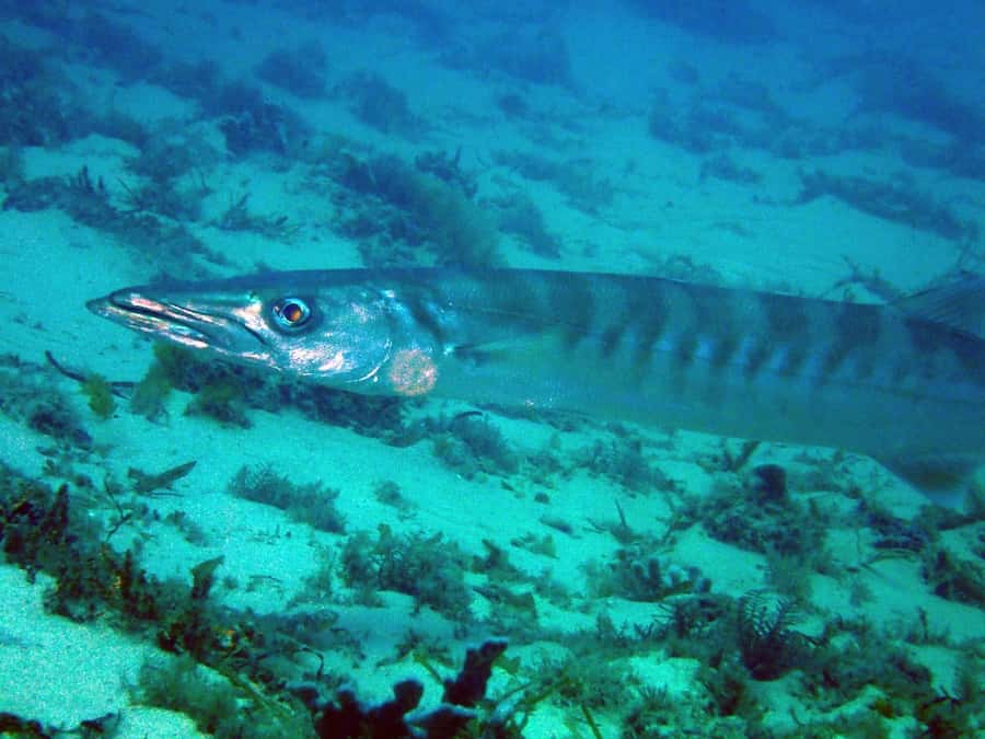 Gold Coast: Snorkelling in Wave Break Island - Instructor support in multiple languages, plus real advice for beginners