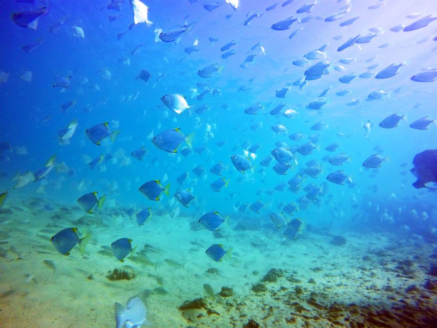 Gold Coast: Snorkelling in Wave Break Island - What you get for $55: value, not just a price tag