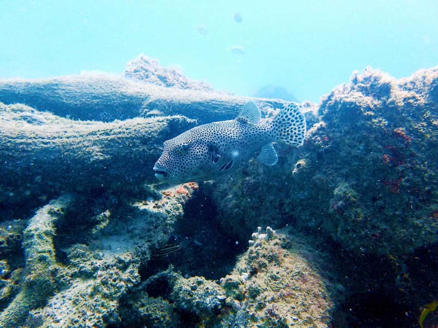 Gold Coast: Snorkelling in Wave Break Island - Practical tips that make Wave Break Island feel easy