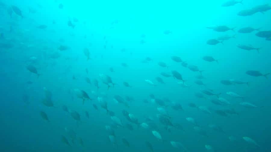 Gold Coast: Snorkelling in Wave Break Island - Who this snorkel tour is best for on the Gold Coast
