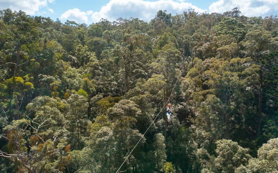 Gold Coast: Tamborine Mountain Canyon Flyer Zipline Tour - Why the small group setup feels better