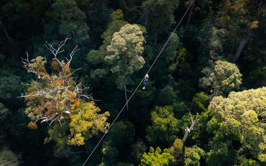 Gold Coast: Tamborine Mountain Canyon Flyer Zipline Tour - Price and value at around $95 per person