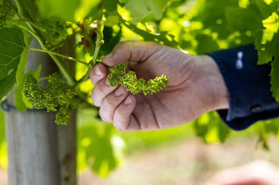 Gold Coast: Tamborine Mountain Local Winery Tour with Lunch - The guided storytelling: why the small-group size matters
