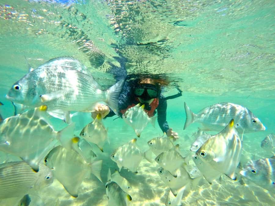 Gold Coast: Wave Break Island Kayaking & Snorkeling tour - Paddling the Broadwater: sandbanks, mangroves, and the wildlife hunt