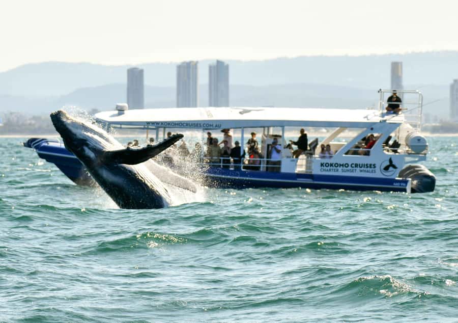 Gold Coast Whale Experience - Key things that make this whale cruise worth your time