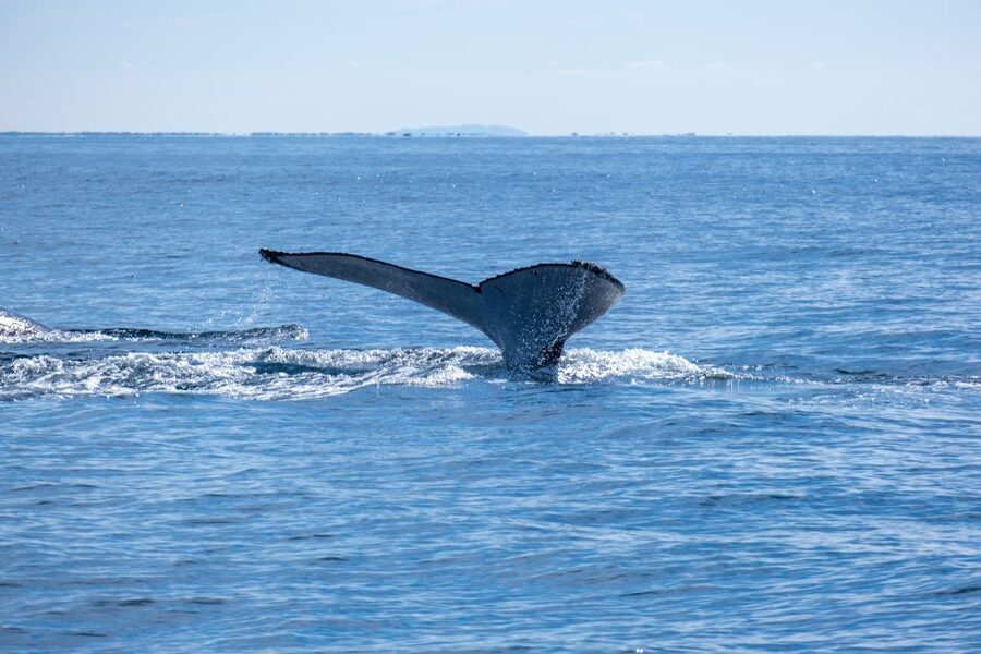 Gold Coast Whale Experience - Who should book this Kokomo whale cruise