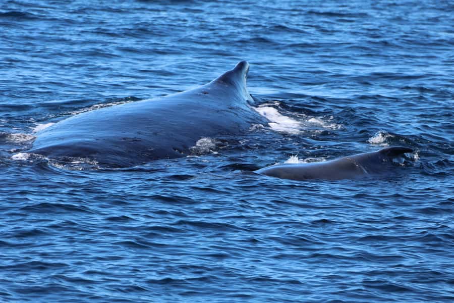 Gold Coast Whale Experience - From Omeros Brothers to Main Beach: where your whale day starts