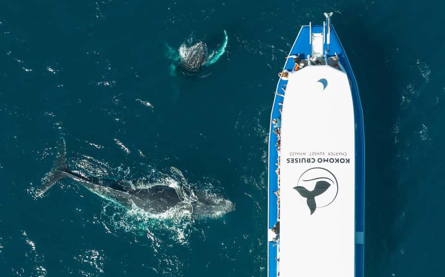 Gold Coast Whale Experience - Humpback whale sightings: what to watch for out on the water