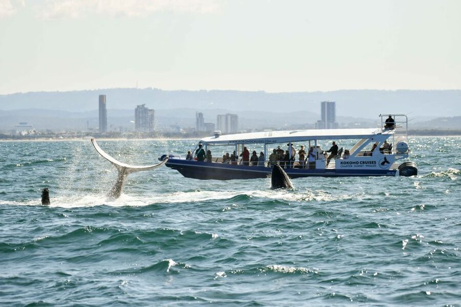 Gold Coast Whale Experience - More than whales: dolphins, sea turtles, and sea birds