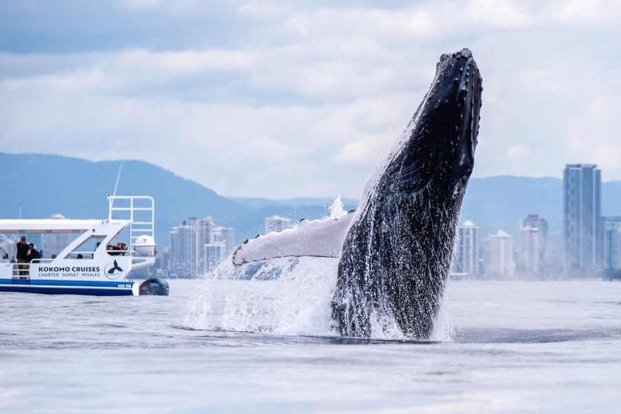 Gold Coast Whale Experience - The boat experience: comfort, capacity, and what your body needs