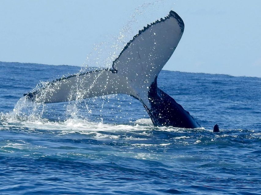 Gold Coast Whale Experience - Live commentary that turns sightings into real meaning
