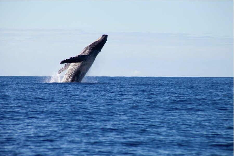 Gold Coast Whale Experience - Price and value: what $62 gets you, and why it can be a smart buy
