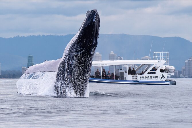 Gold Coast Whale Watching Cruise - Key highlights before you book