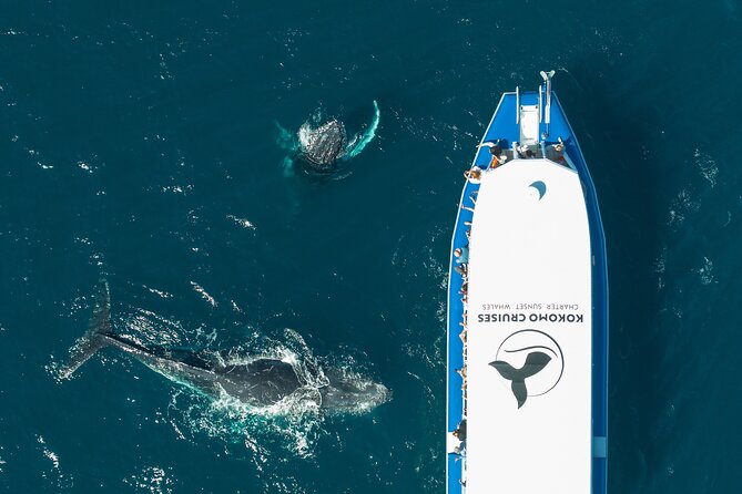 Gold Coast Whale Watching Cruise - Getting to the Whale Highway fast, so the clock is on your side
