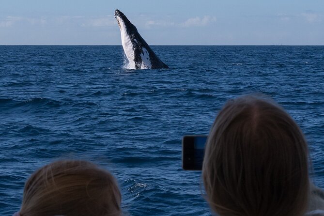 Gold Coast Whale Watching Cruise - What happens during the cruise, from departure to whale time